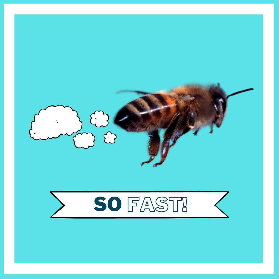 DFS Website Graphics - Homepage